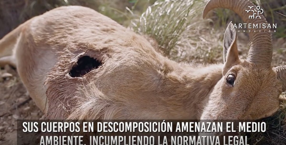 El Congreso apoya el exterminio del arruí con votos de <a href="/PSOE/">PSOE</a> y <a href="/CiudadanosCs/">Ciudadanos 🇪🇸🇪🇺</a> Lamentable decisión youtube.com/watch?v=Ms_Dm1…