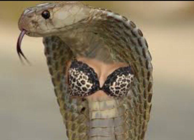 Jimmyshings's tweet photo. @BurrisRyan @SophiaTrigg Here the bitch is. Olivia Absolute snake #LoveIsland #snakewithtits https://t.co/nR2USq7iio