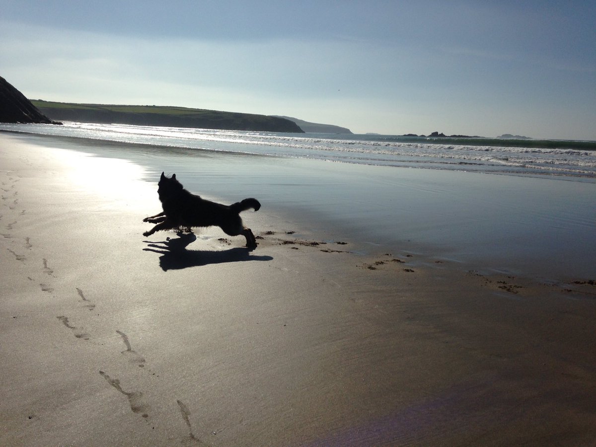 thuypham_uk's tweet photo. #VIPcomfycottages #dogs https://t.co/beTwMsDK1P