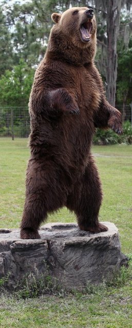 mamabearwelde's tweet photo. .@NYCCouncil We worked Madison Square Gardens for the New York Life Gala and many times in NYC with our bears. Stop the bans! #NoTo1233 https://t.co/5YxCRg6qas