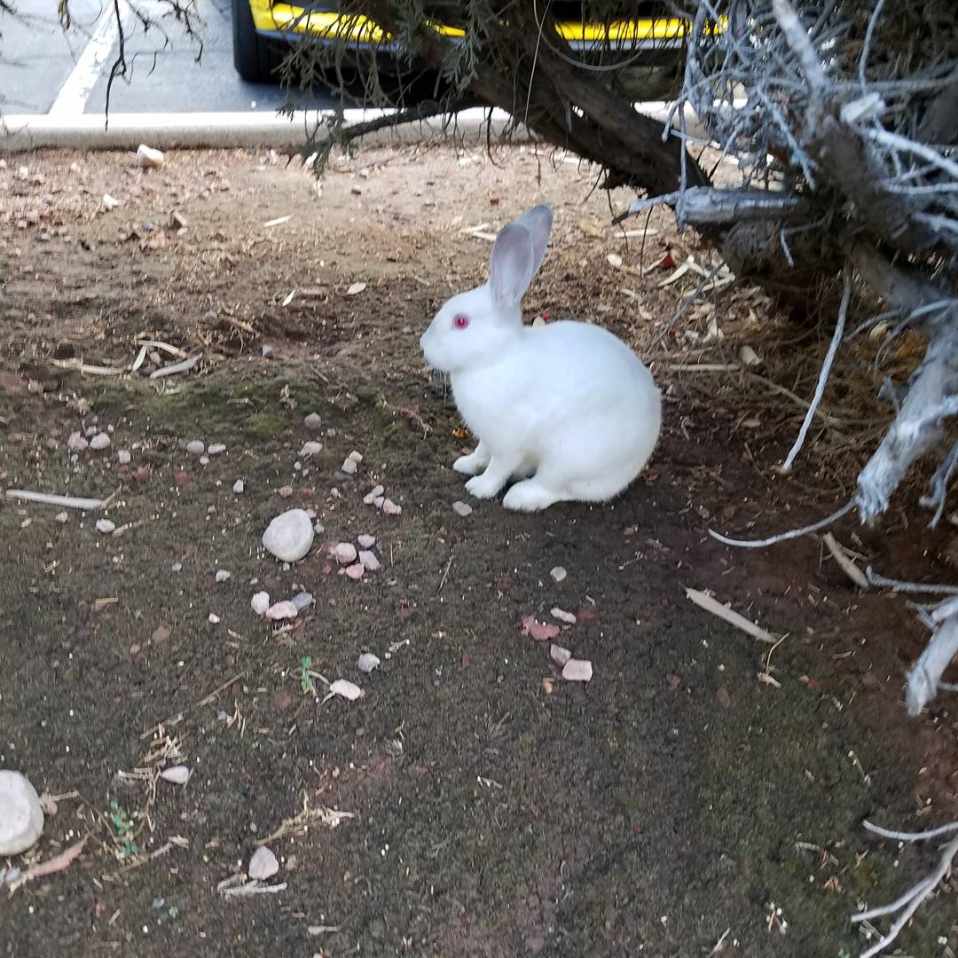 CLMProdsMarz's tweet photo. I swear he's following me now.... #whiterabbit #follow https://t.co/t9iRBi9BSa