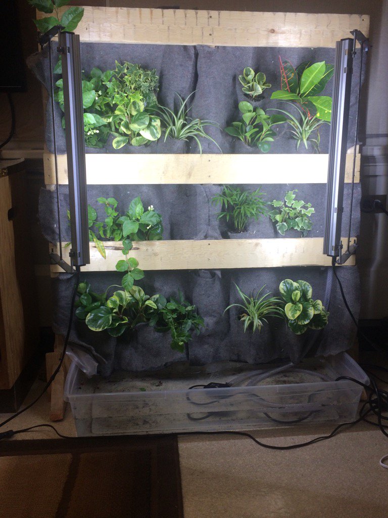 TBoone_Grade1's tweet photo. Our living wall is beautiful! Thanks @adamrobb https://t.co/5xhyhPBN0A