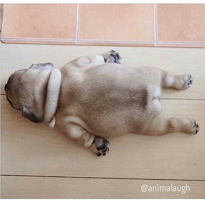 animalaugh's tweet photo. How many days left for the weekend? I am so pugged up 😂 ... #pugs #itsapugthing #pugthing #puggedup https://t.co/tZnSNb2H00 https://t.co/T3nqd62LGB