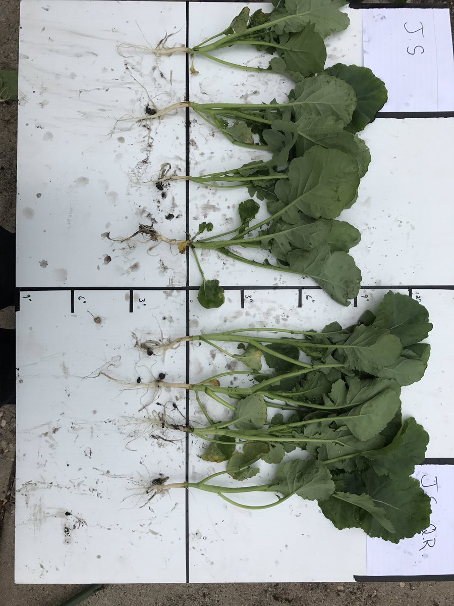 kowski_farms's tweet image. Jump Start vs Jump Start &amp;amp; Quick Roots.
