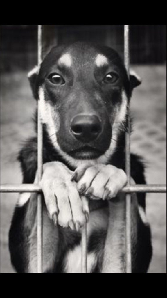 shaundubss's tweet image. In my 47 yrs my parents and  I have only adopted shelter dogs trust me they are the best! Don't buy while others die.