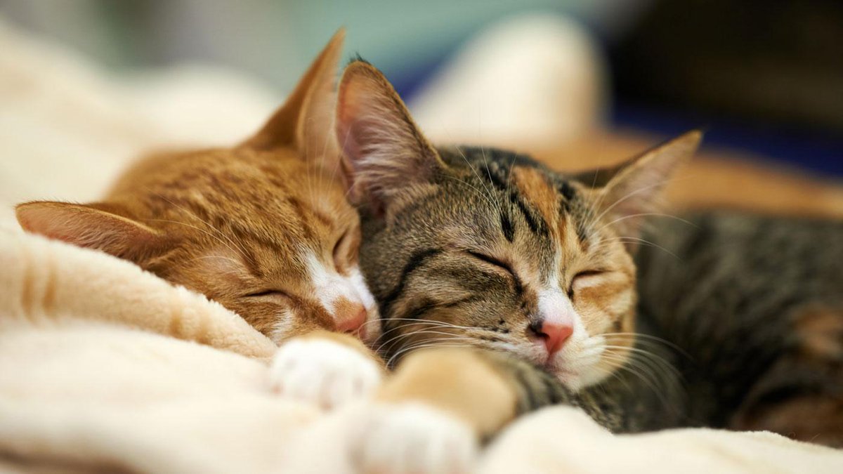 NMSWarnerCenter's tweet photo. Our #CanogaPark #loft, 1 &amp; 2bd #apartment homes are #cat friendly! Call us at 818.884.1000 for info. Ask about the FREE RENT SPECIAL. https://t.co/WfzOHr6xdd