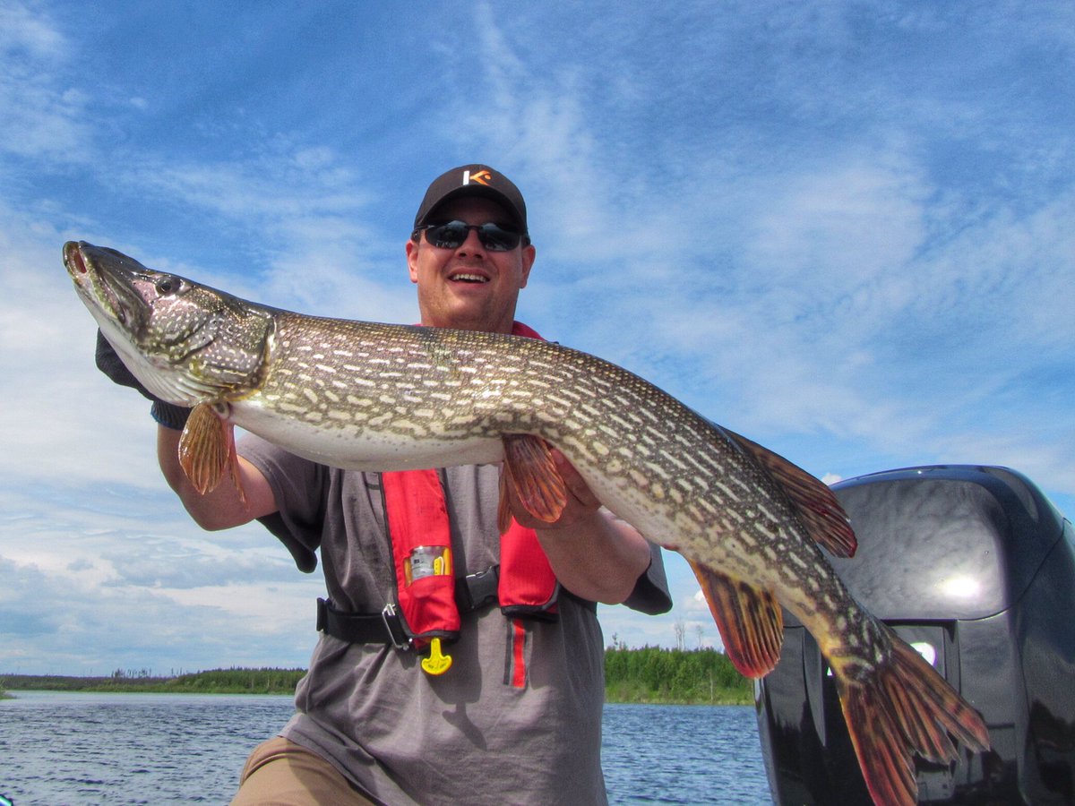 northangling's tweet image. Not every beaver lodge holds fish...but some do! #fishing #bigfish #pike #esox #angling #catchandrelease #catchfishing #exploresask