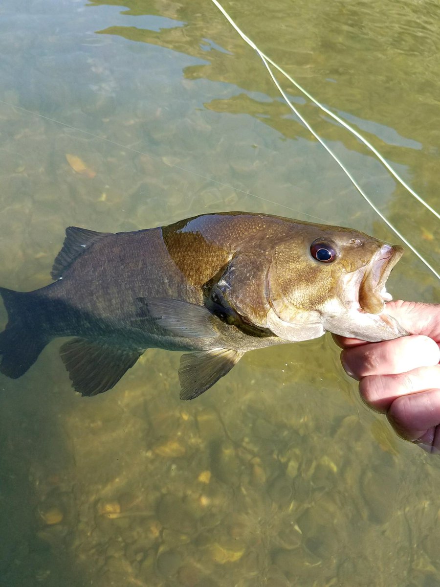 troutloco's tweet photo. We've been finding em on the Russian! #fishca, #flyfish, #norcalflyfishing, #catchandrelease #russianriverflyfishing #flyfishingspecialties https://t.co/ygnwOcTOh7