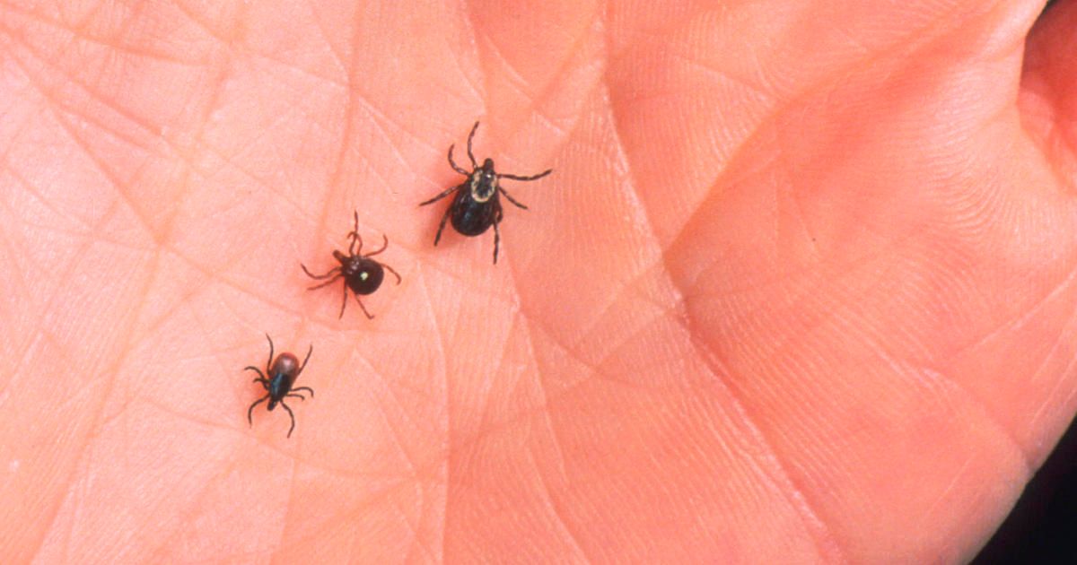 Lyme disease cases in Ohio more than triple How to protect yourself