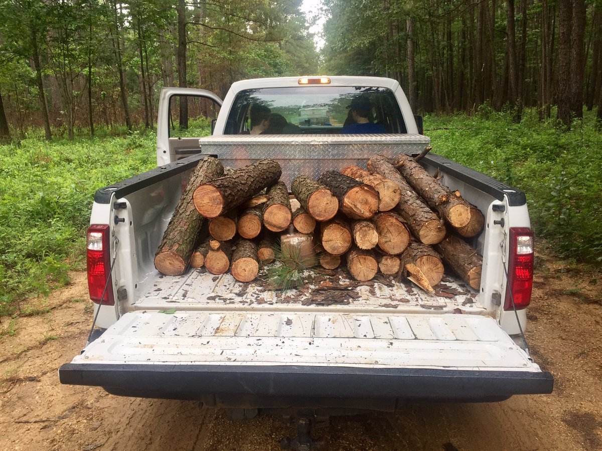 bugsnforests's tweet image. Wood from one of &amp;gt;1.5K bark beetle spots in MS headed to help decipher role of invertebrate/fungus interactions in forest C cycles @NSF