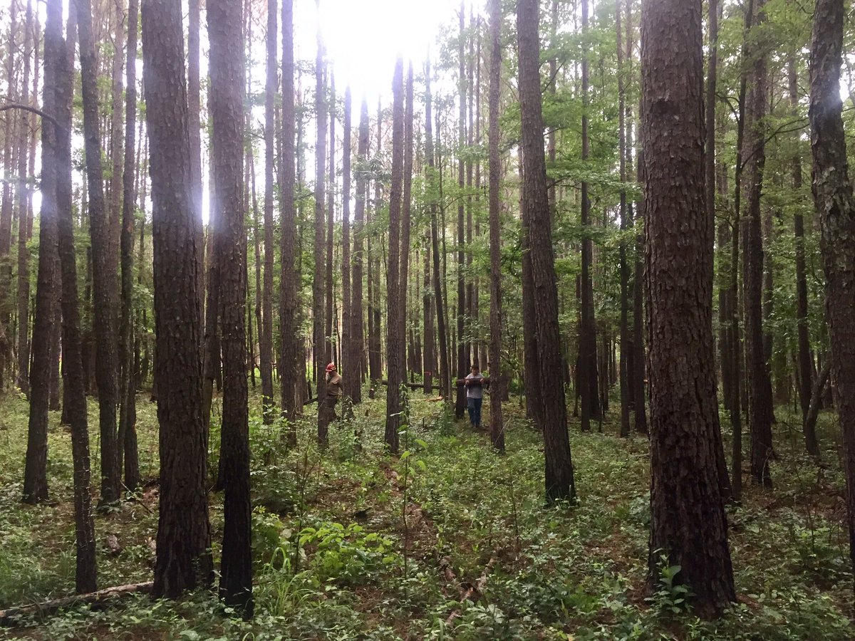 bugsnforests's tweet image. Wood from one of &amp;gt;1.5K bark beetle spots in MS headed to help decipher role of invertebrate/fungus interactions in forest C cycles @NSF