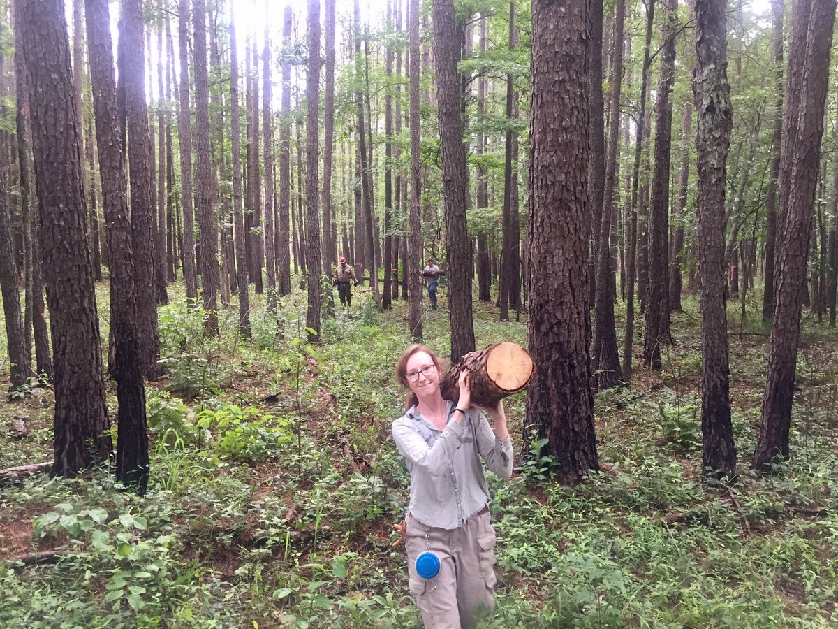bugsnforests's tweet image. Wood from one of &amp;gt;1.5K bark beetle spots in MS headed to help decipher role of invertebrate/fungus interactions in forest C cycles @NSF