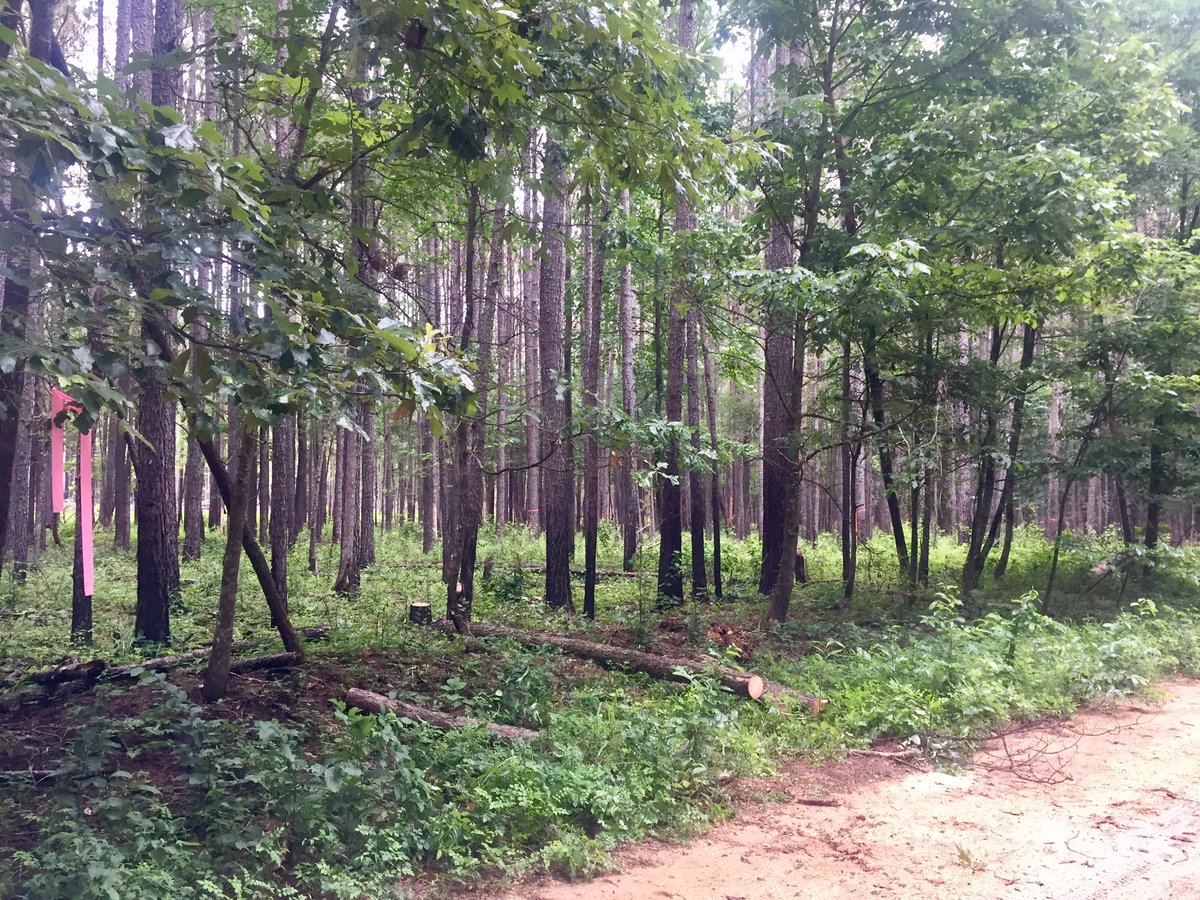 bugsnforests's tweet image. Wood from one of &amp;gt;1.5K bark beetle spots in MS headed to help decipher role of invertebrate/fungus interactions in forest C cycles @NSF