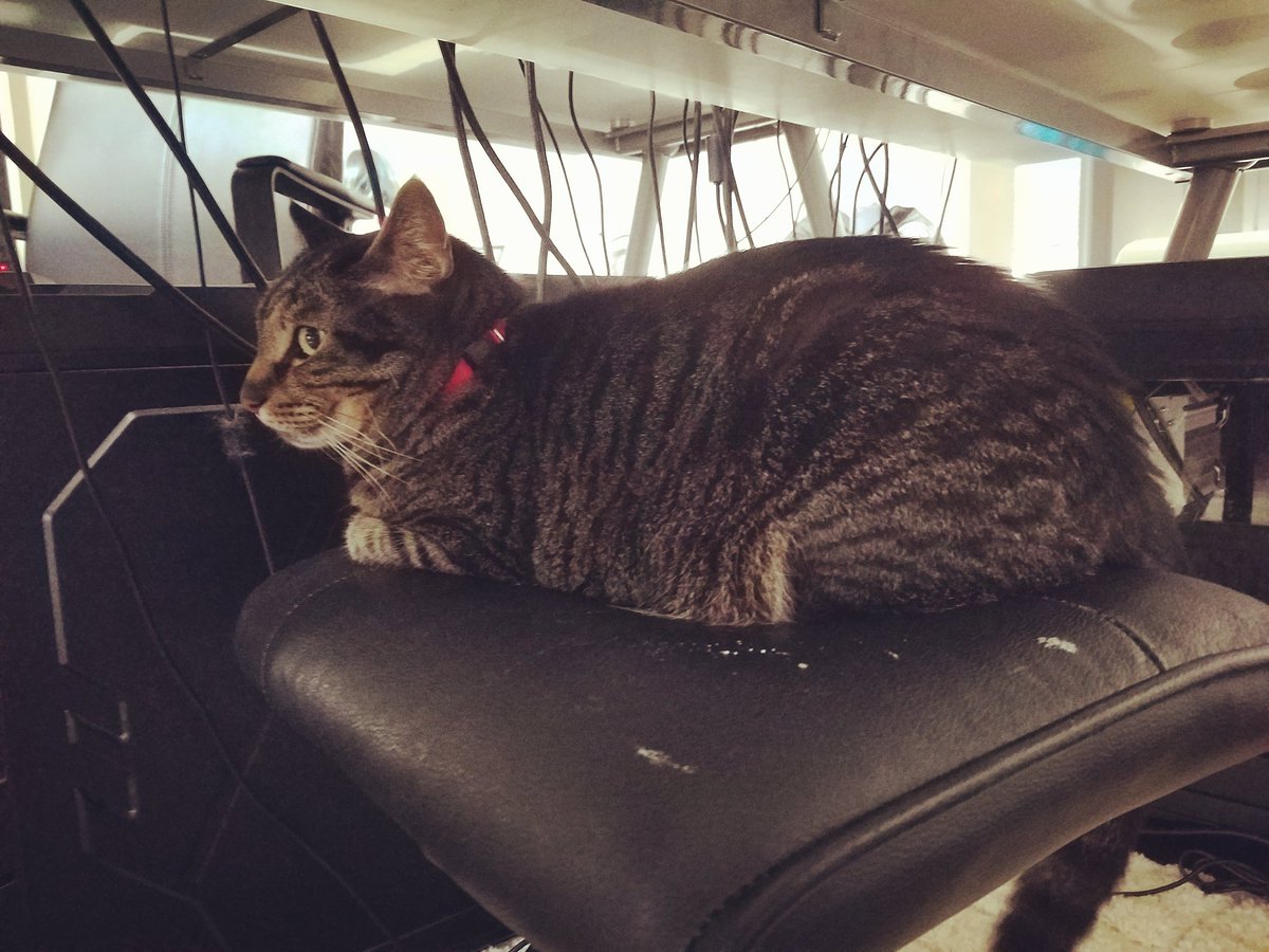 TheDefyStudio's tweet photo. Meet Lupe! His favorite spot in the studio is a top of the footstool in the middle of the rigs. Many warmth. #kitty #meow #TheDefyStudio https://t.co/hfOP0VZH5P