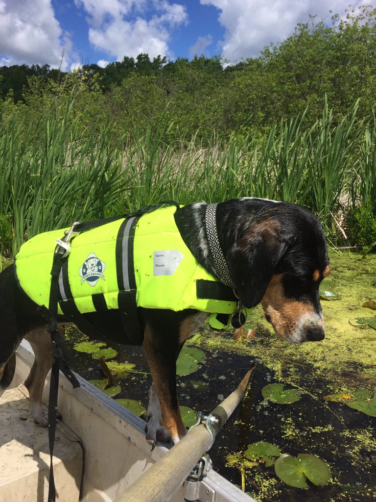 BA_Reinke's tweet image. She was not a good helper today #fieldassistant #dogsinboats #wisconsin #catchingturtles
