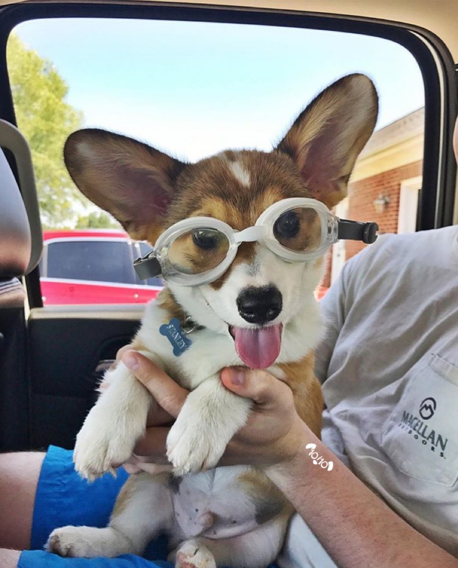 dog_rates's tweet image. This is Stanley. He has his first swim lesson today. Doggle straps adjusted. Ready to go. 13/10 Phelps is nervous (IG: stanleythe_corgi)