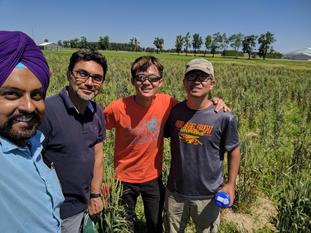 UofG Wheat Breeding (@wheatbreeding) on Twitter photo <a href="/WheatBreeding/">UofG Wheat Breeding</a> team is selecting genotypes from ssd populations with <a href="/NavabiAlireza/">Alireza Navabi</a> at Elora <a href="/WheatBreeding/">UofG Wheat Breeding</a> team is selecting genotypes from ssd populations with <a href="/NavabiAlireza/">Alireza Navabi</a> at Elora
