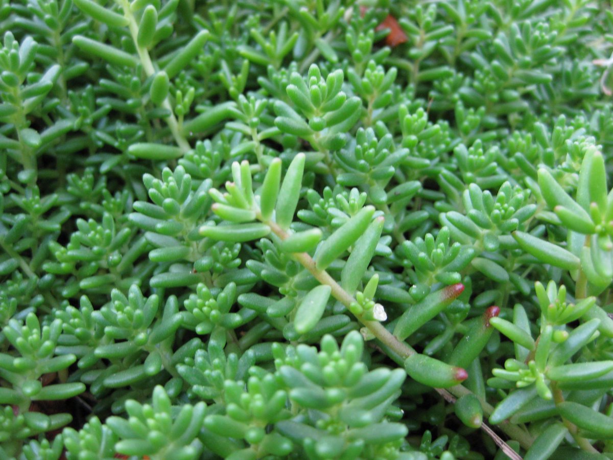 Trots dat ons mos-sedum dak op REC A een feit is! Bekijk het het belang van groene daken hier: bit.ly/2tMyj4d <a href="/UvA_Student/">UvA_Student</a>