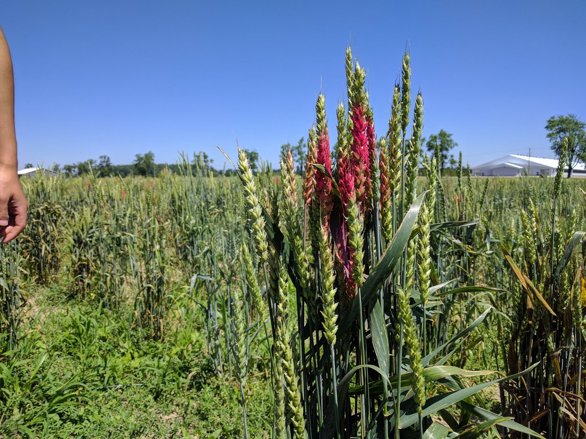 <a href="/WheatBreeding/">UofG Wheat Breeding</a> selections