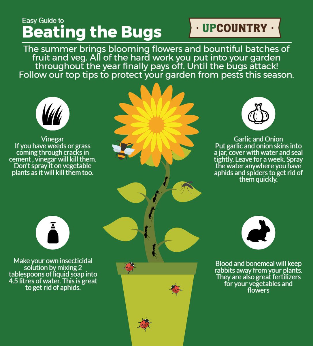 UpCountryUK's tweet photo. Summery weather brings summery bugs🐜🐝🐞 but how can we stop them from destroying our plants? https://t.co/nhZ6spFbb7