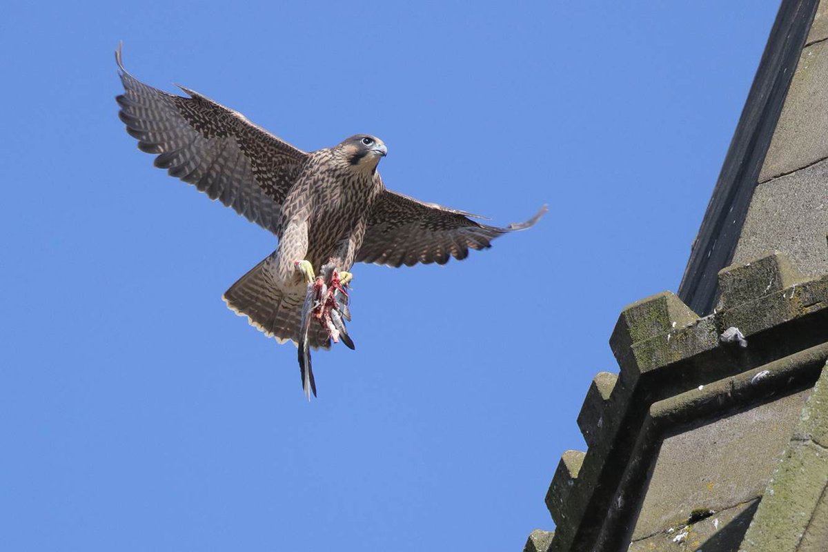 Rochdalefalcons Hashtag On Twitter