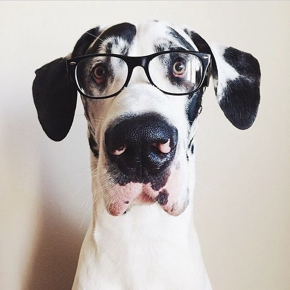 itspuffpuffpaws's tweet photo. Whose a good boy? 😍💙🐶
@daceofdukeandsully https://t.co/AAUN4UJNB4 https://t.co/ssSqkRwowl