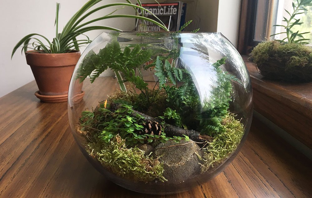 How to make your own beautiful glass terrarium: spr.ly/60118oFf9