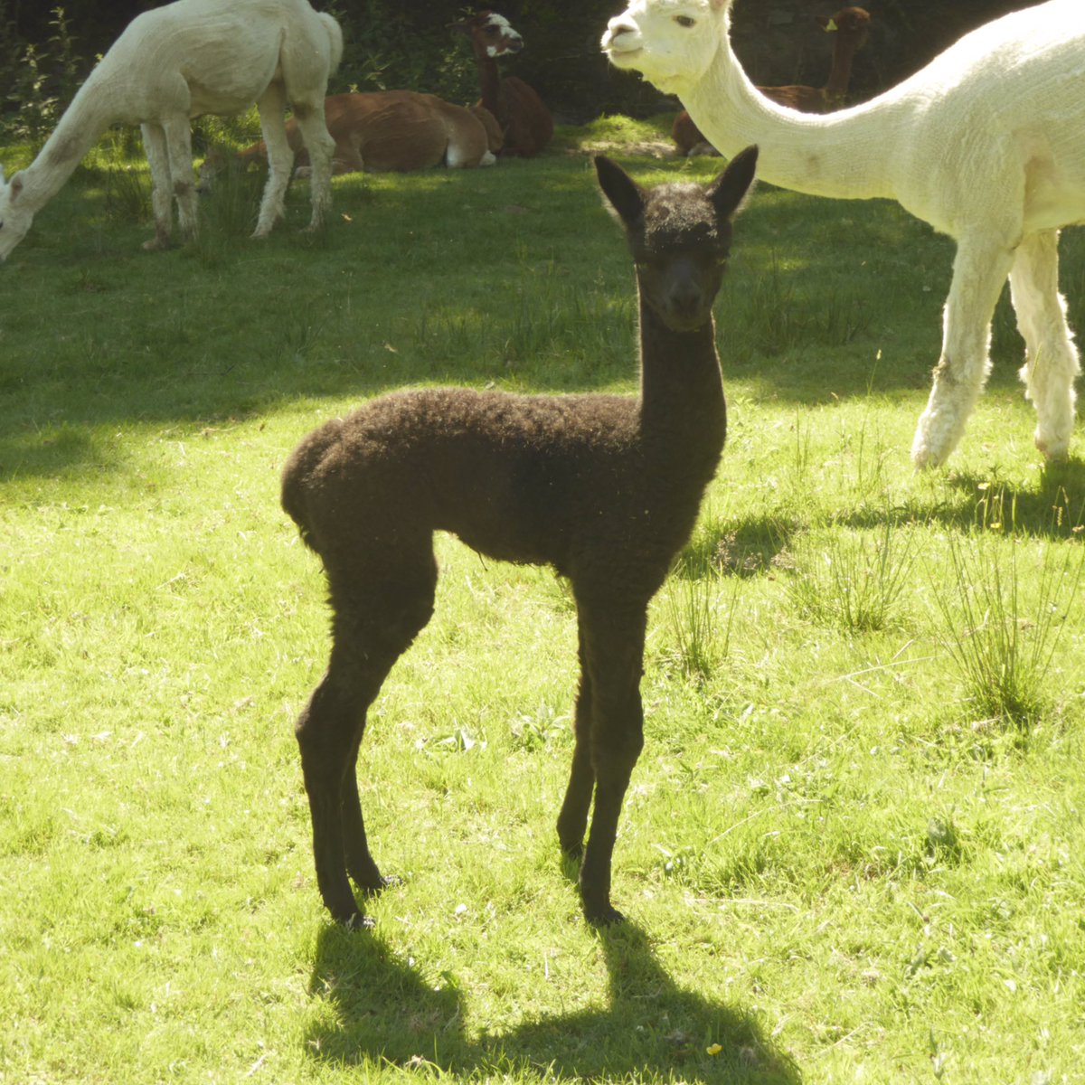 3 days old & getting very adventurous #alpacaexperience #combemartin #devon #exmoor #cria