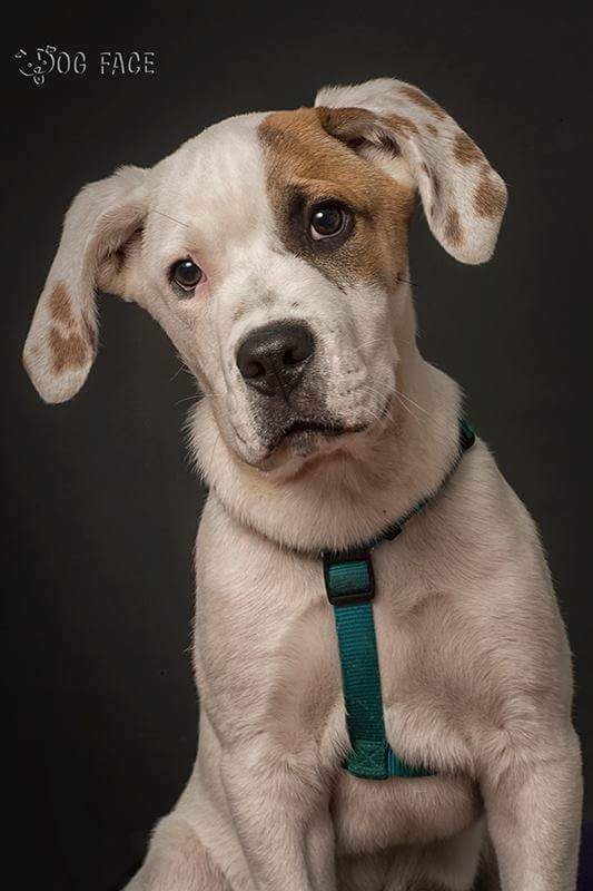 hakunamatatafa1's tweet photo. Urgente!!! Logan necesita adopcion o acogida indefinida. Por favor alguien con un gran corazon para este tesoro!!! https://t.co/270vvzCNDT