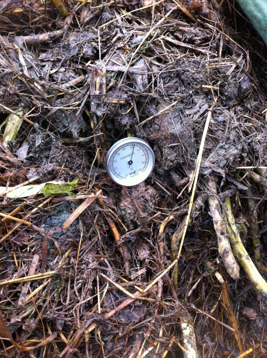 Aerobic microbial compost heap doing well since we made it on the course here w/ the Land Gardeners! .<a href="/agricology/">Agricology</a> #pests #crops #soilhealth