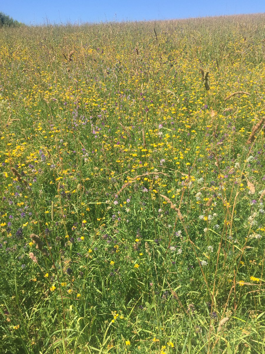 Diverse legume ley undersown in barley last year including lucerne and yellow trefoil Looking great! #resilience @agricology #oknetarable