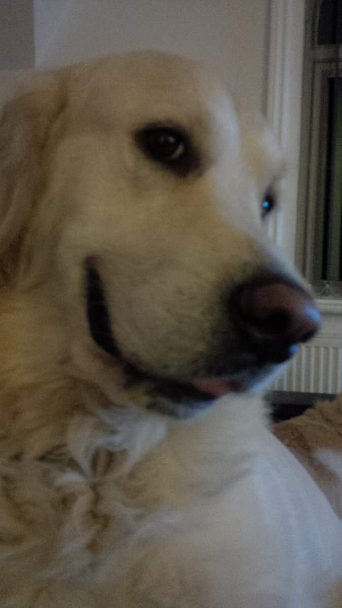 firstbrandltd's tweet photo. Hi I'm TED, official 'Director of Gossip' (a.k.a the D.O.G) and it's my job to keep you all updated with the goings on here at first brand! https://t.co/Il81MQ4AUY