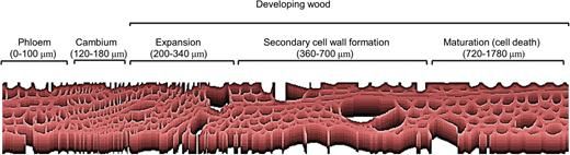 Spatially resolved metabolic analysis reveals a central role for transcriptional control in C allocation to wood bit.ly/2uloAjo