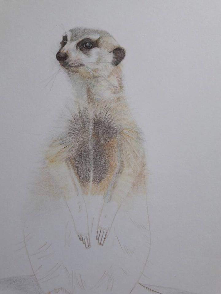 Meleagan Pa Twitter Pas De Nouveau Dessin Pour Aujourd Hui Par Manque De Temps Mais Je Vous Fait Partager Mon Vieux Suricate Dessin Drawing Suricate Timon T Co Seiy6h4r6r