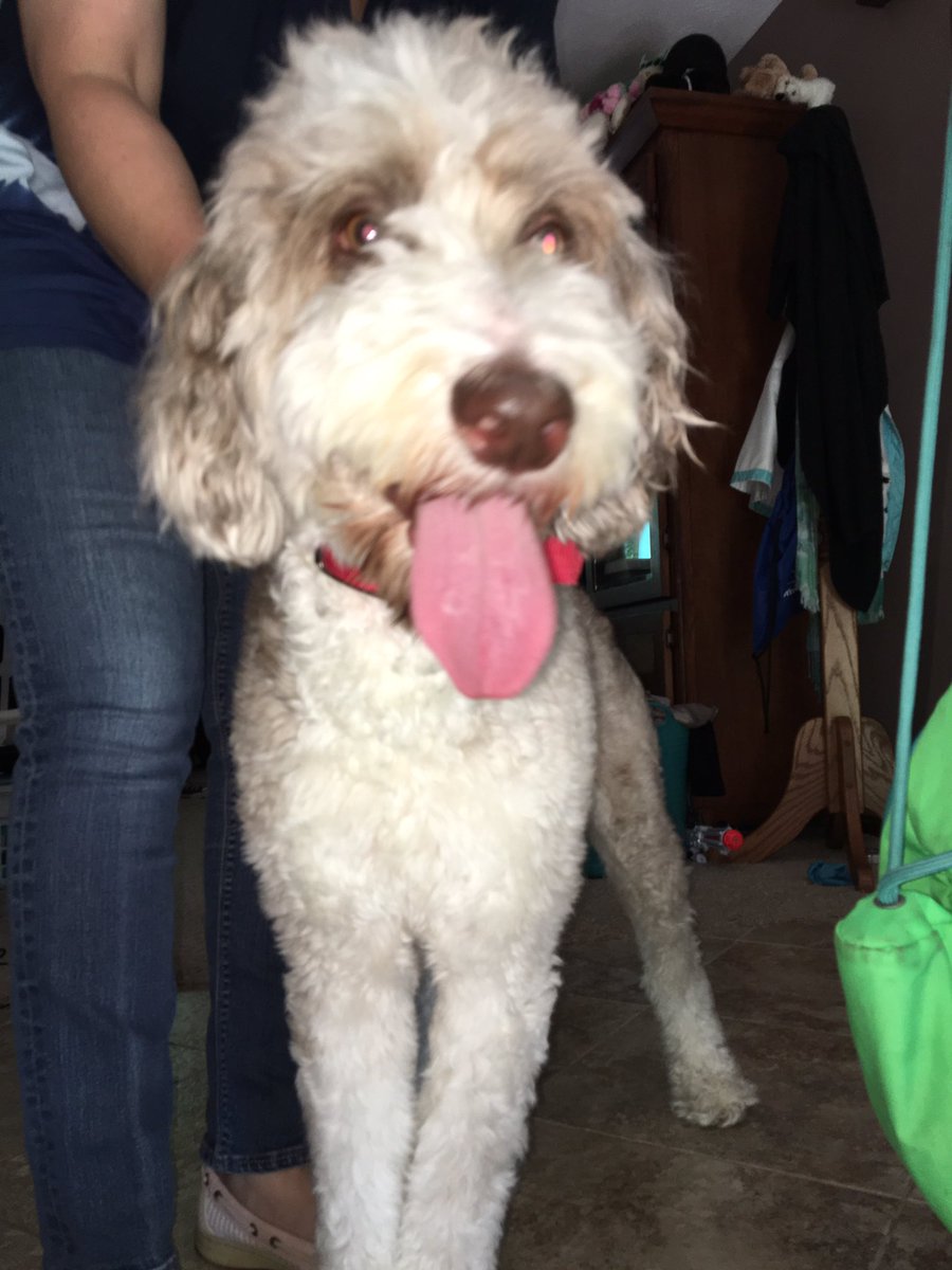 Haili Holzworth My Dog Bear Ran Away She S About 45 Pounds Australian Shepherd Poodle Mix Brown White Curly Soft Last Seen On Needham Rd Pls Help T Co Iccxtx0zra