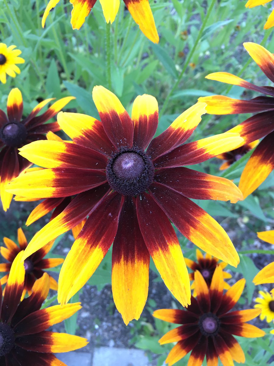 RobbinBowler's tweet image. 