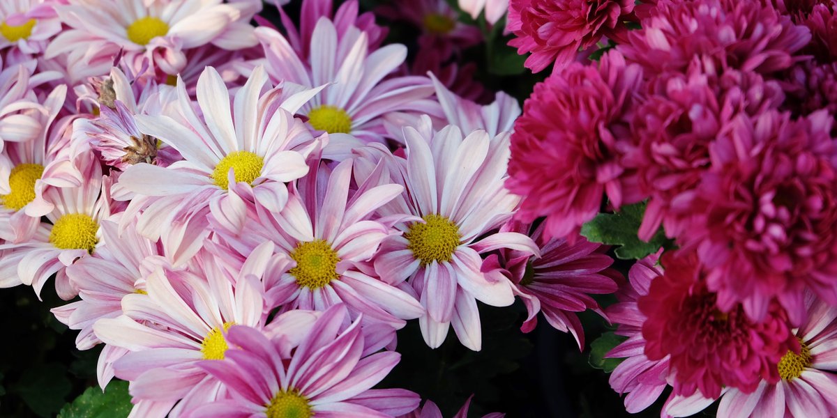 Celebrate the blooms of nature on Tomohon International Flower Festival: 7th-12th August 2017.
#WonderfulIndonesia
bit.ly/TomohonIFF17