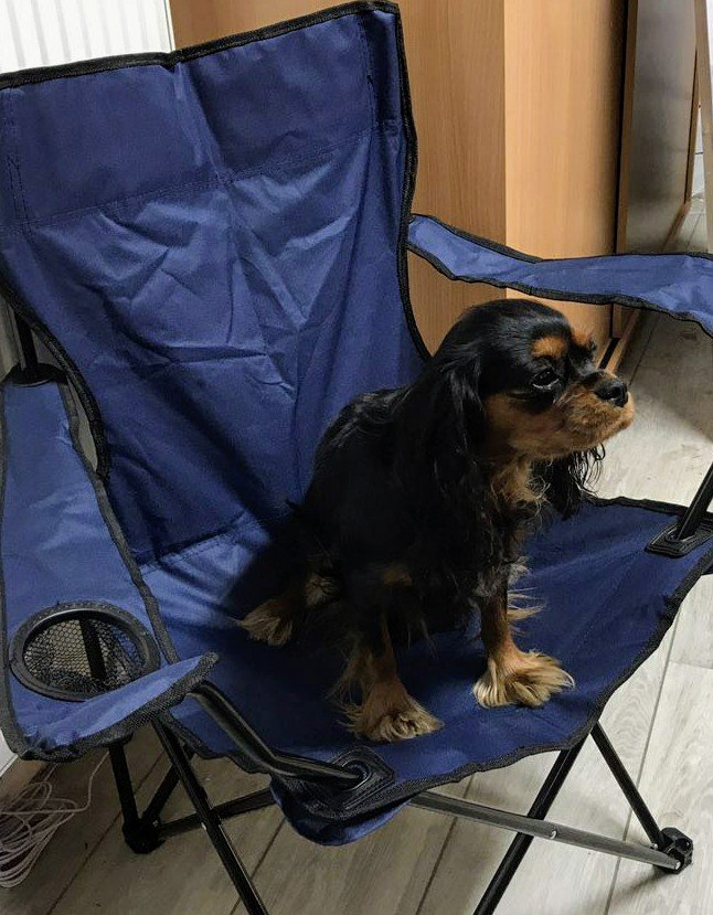 0FF1C3D0G's tweet photo. I'm in the camping business now. Is there any dog beer available? https://t.co/WXwBdq4K9i