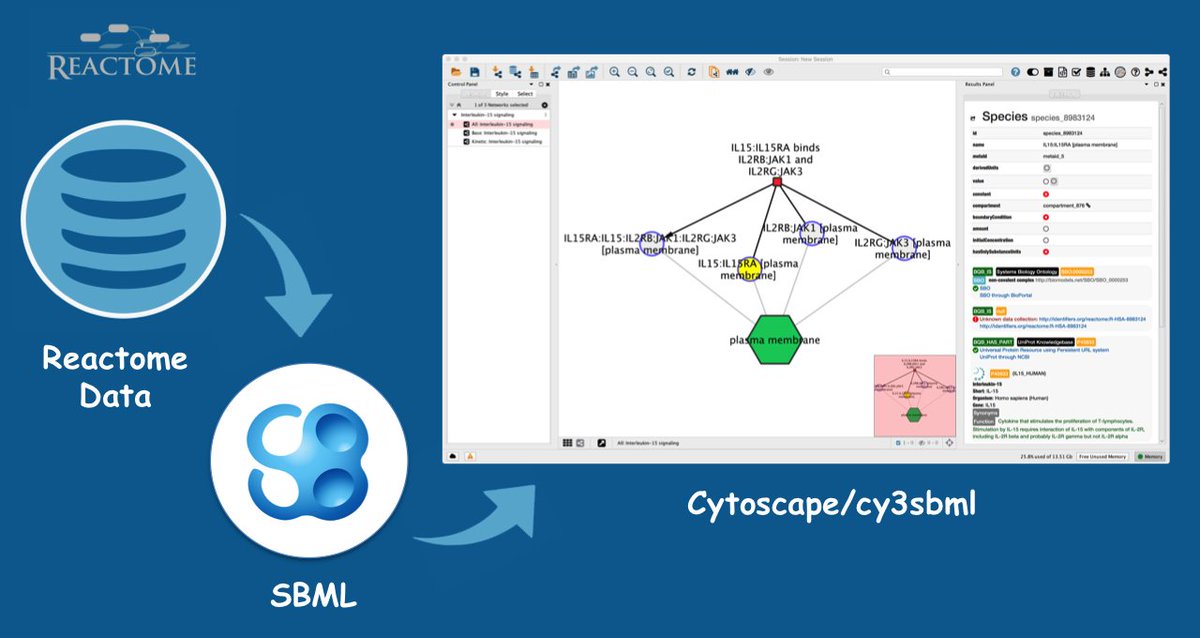 reactome's tweet image. Human pathways are now available for download in SBML (Level 3 Version 1) format reactome.org/download/curre… #usereactome #sbml #systbiol