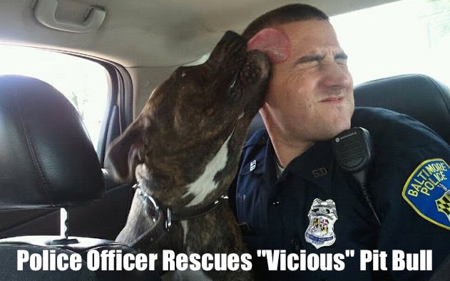 WeLoveDogsUSA's tweet image. Big sloppy kiss for his rescuer! @invisibleman_17 @mesmitch @Koksalakn @j_zeverino @Ibuddy6 @247razz  @Berti_and_Ernie #pitbull #RescueDogs