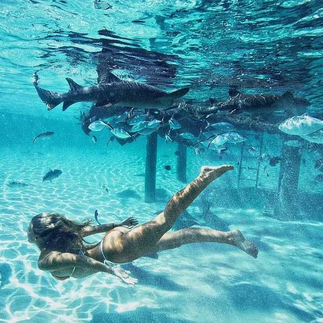 BucketListFeed's tweet image. Swim with little Sharks 🦈