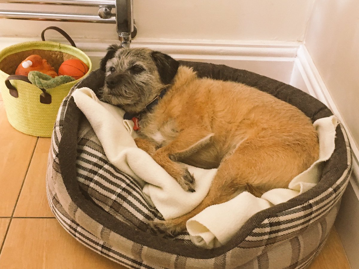 ArchiePickle1's tweet image. Thanks everyone for the lovely warm welcome to #btposse  I am celebrating in true BT style with a pre tea nap 😴