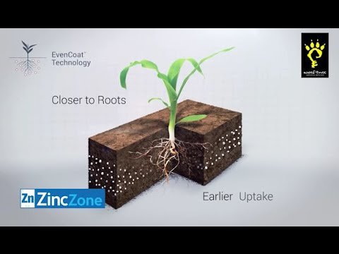 WolfTraxInc's tweet photo. When coated onto dry #fertilizer blends, Zinc DDP is delivered to #corn plants early in the season. Learn how: https://t.co/gZvrIRUjxB https://t.co/UXZvj0BidZ