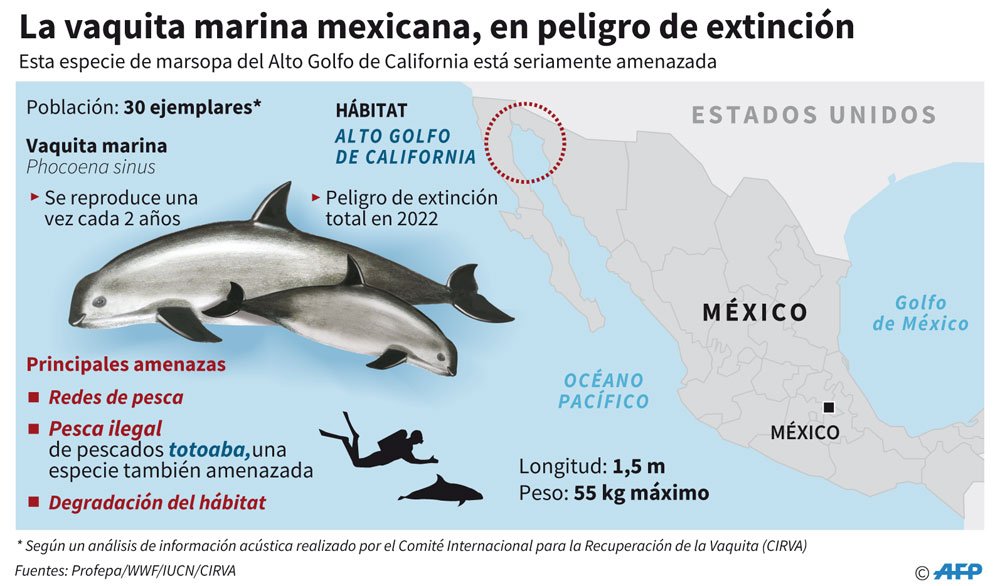 Prohíben redes de enmalle en el Golfo de California para salvar a la #vaquitamarina. ensenada.net/noticias/nota.…