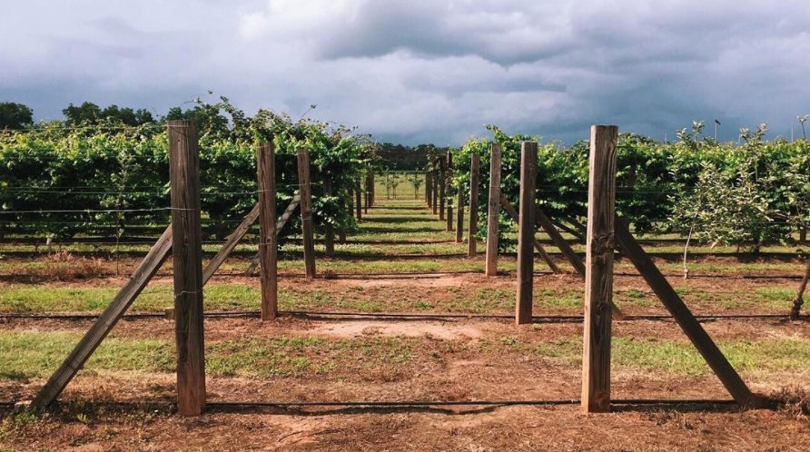 "Veg" out &amp; think at #LaneSouthern. 🌲🙇‍♀️🙇 📷IG: brittayyy <a href="/ExploreGeorgia/">Explore Georgia</a>