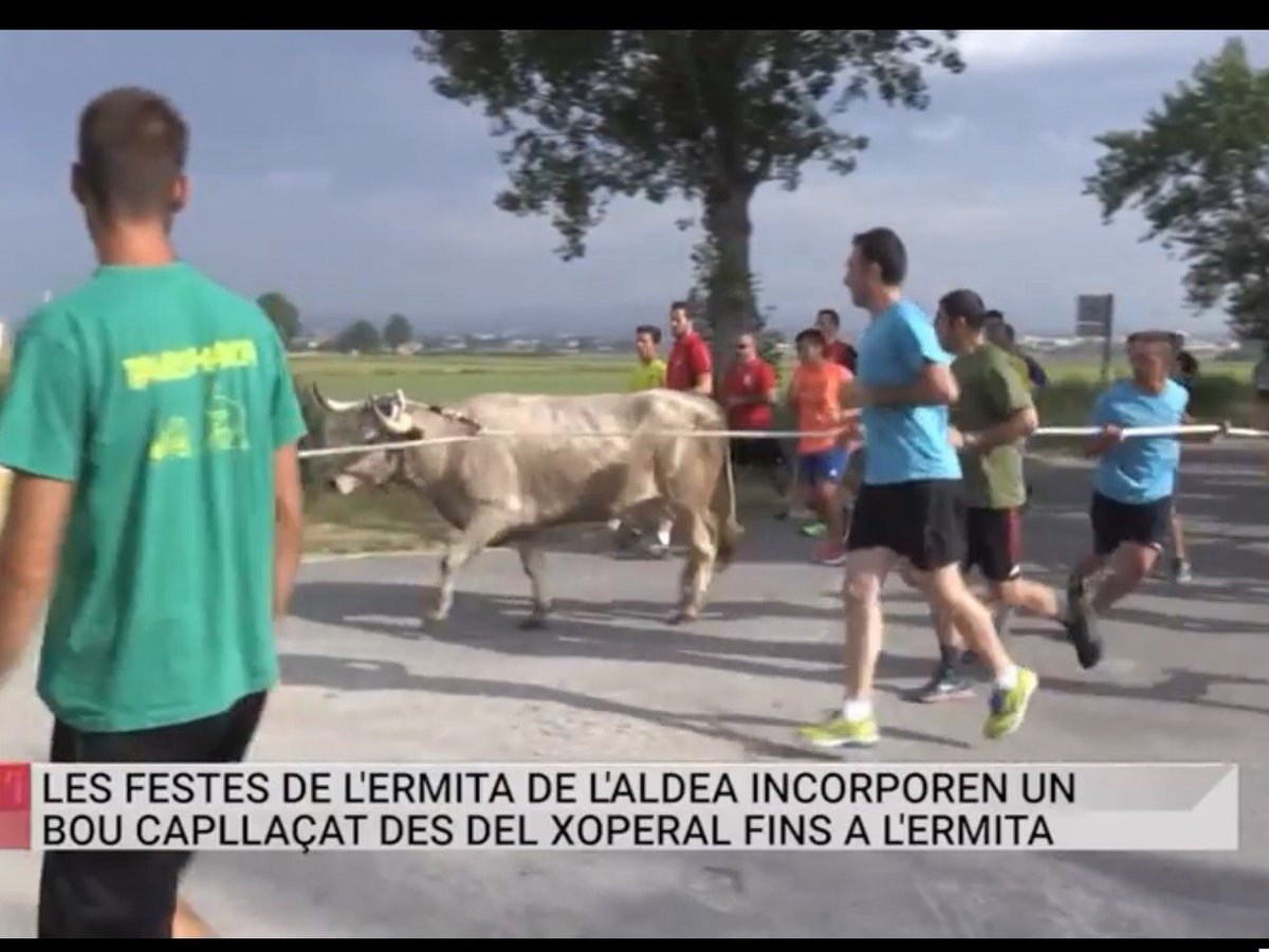 ACTYMA1's tweet image. ACTYMA DENUNCIA EL CORREBOU, "TORO ENSOGADO", CELEBRADO EN LA ALDEA (TARRAGONA) europapress.es/catalunya/noti…