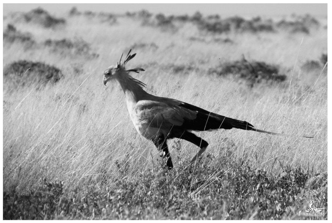 bushcraft4all's tweet photo. Beautiful birds in Namibia! #Namibia #wildife #birds #ostrich https://t.co/6DF5rLo447