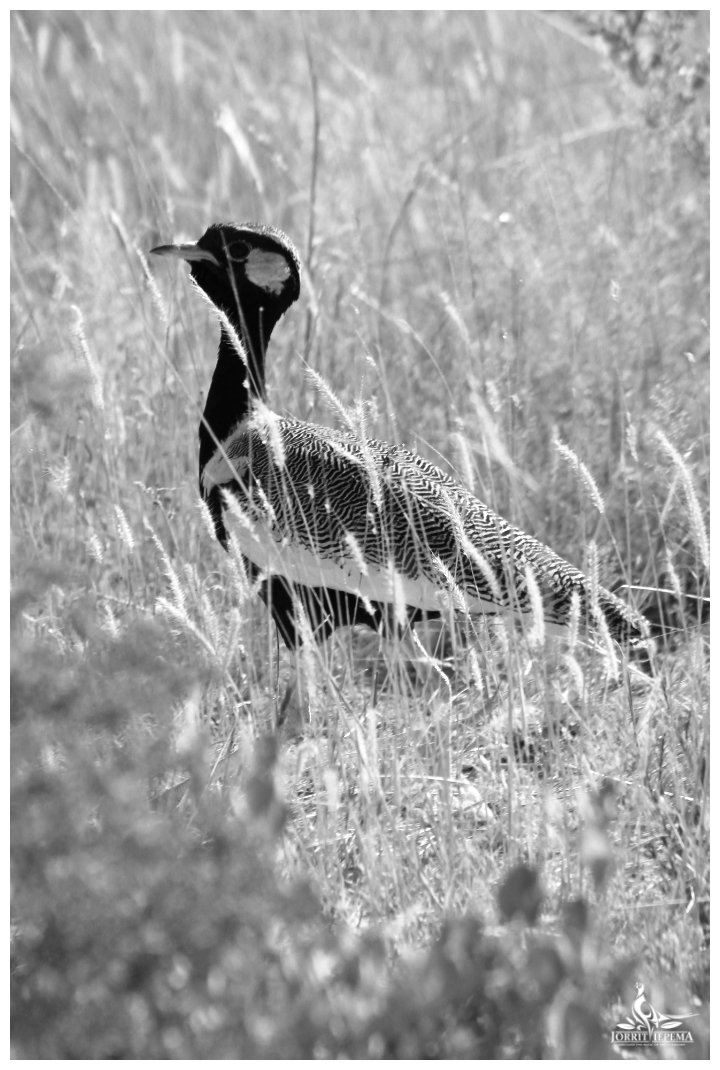 bushcraft4all's tweet photo. Beautiful birds in Namibia! #Namibia #wildife #birds #ostrich https://t.co/6DF5rLo447