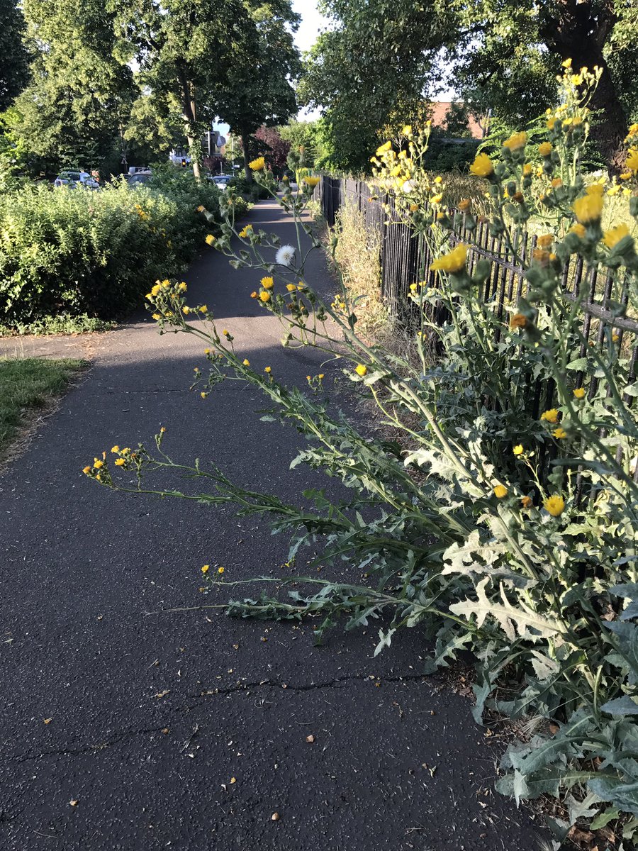 The overhanging weed situation on Chalkwell Ave is a disgrace. Get this sorted @SouthendBC <a href="/WestcliffonSea/">Westcliff on Sea</a>