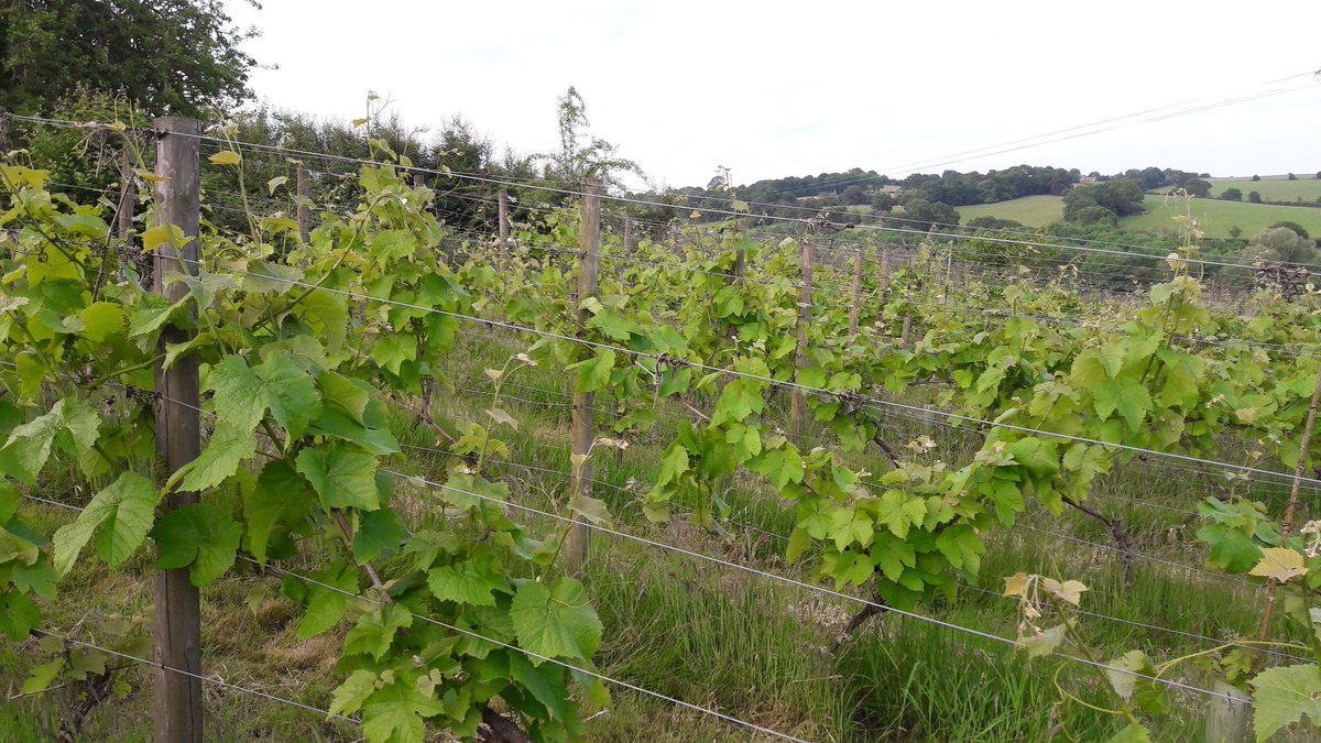 Love life love #Hereford shire. Great food &amp; wine! <a href="/TasteTheMarches/">Taste The Marches</a> @HfdsESL